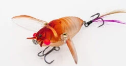 Chasebaits Ripple Cicada 1 3/4 Inch Wakebait Crawler 12 Chasebaits Ripple Cicada 1 3/4 Inch Wakebait Crawler -Cheap Fishing Store 32233146941529