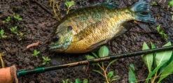 Temple Fork Outfitters Trout-Panfish Spinning Rods 18 Temple Fork Outfitters Trout-Panfish Spinning Rods -Cheap Fishing Store Screen Shot 2022 03 01 at 2.37.10 PM