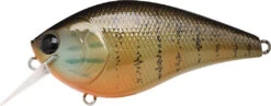 Lucky Craft LC 2.5 Shallow Squarebill Crankbait -Cheap Fishing Store gold pumpkin seed