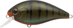 Evergreen International SH-3 Shallow Squarebill Crankbait -Cheap Fishing Store green 2Bpumpkin 2Bgill